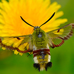 Dlouhozobka zimolezová - Hemaris fuciformis (Linnaeus, 1758)